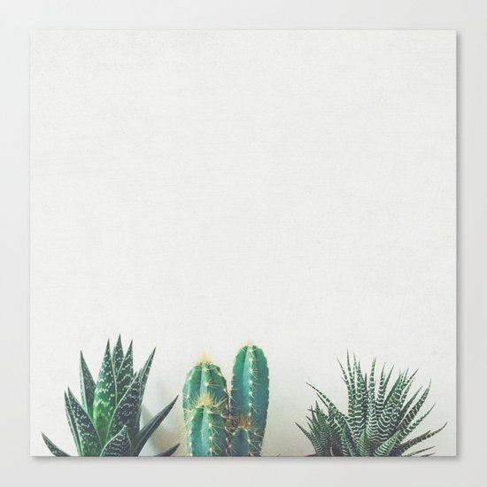 Cactus & Succulents II Canvas Print