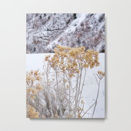 Winter Flowers Metal Print | Mountain, Flower, Color, Mountainflower, Winterflower, Winter, Photo, Snow, Digital 