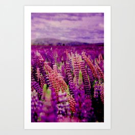 Purple and Pink Flower Field Art Print