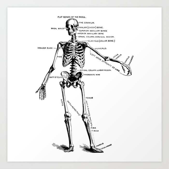 anatomical skeleton diagram