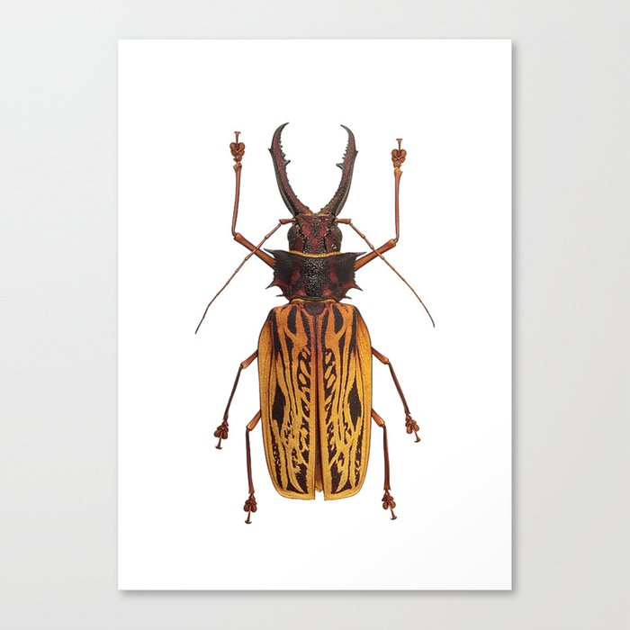 Macrodontia Cervicornis Sabertooth Beetle Canvas Print