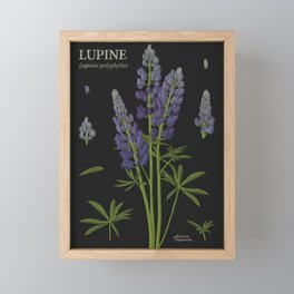 Botanical Lupine (Black) Framed Mini Art Print