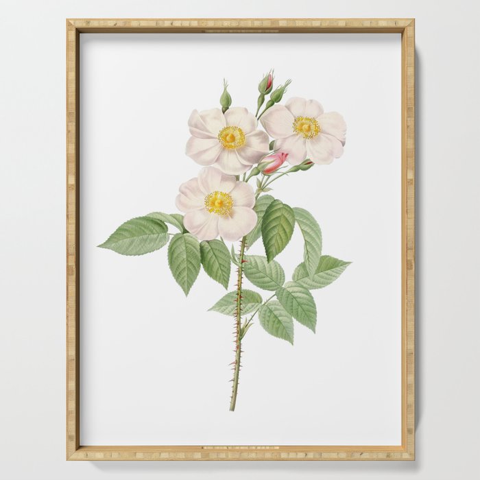 Vintage Rose of Castile Botanical Illustration on Pure White Serving Tray