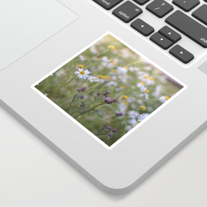 Daisies along the field | Flower splendor in the Low Countries | Spring in the Netherlands Sticker