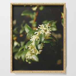 Orange Jasmine plant | Sunny days of spring | Cottagecore Aesthetic  Serving Tray