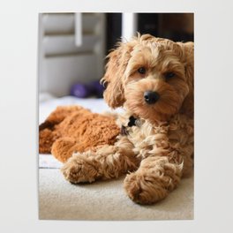Young Cute Cockapoo Poodle Cocker Spaniel Poster