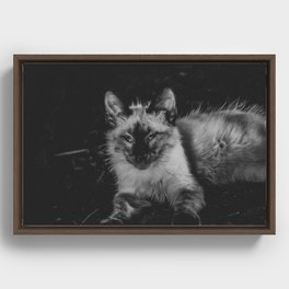White Cat Framed Canvas