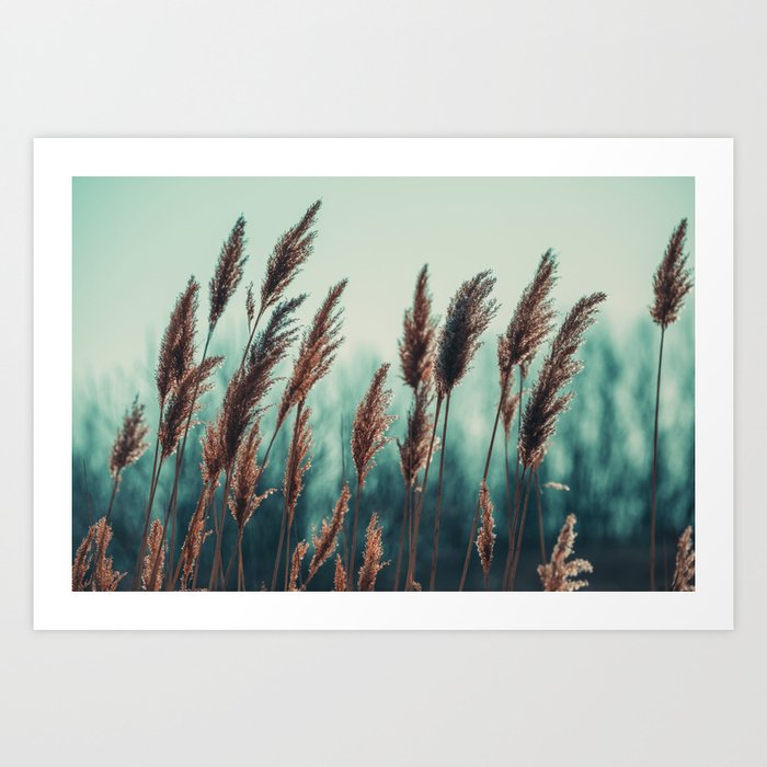 Wind & Grass Photograph Art Print