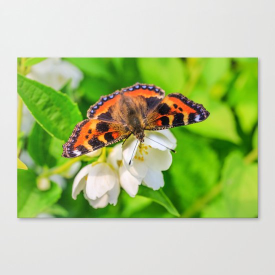 Spring breakfast Canvas Print