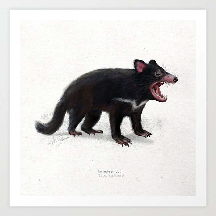 Tasmanian devil art print Art Print