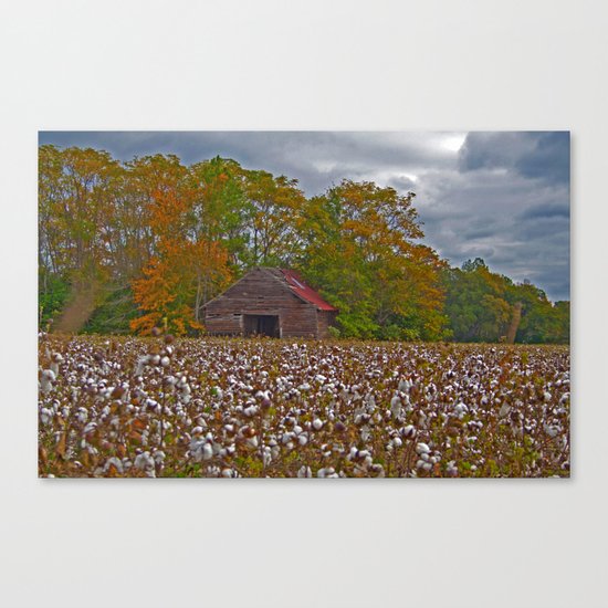 An Old Barn in a Cotton Field Canvas Print