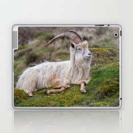 Wild Kashmiri Goat Resting On Hill  Laptop Skin