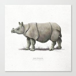 Javan rhinoceros scientific illustration art print Canvas Print