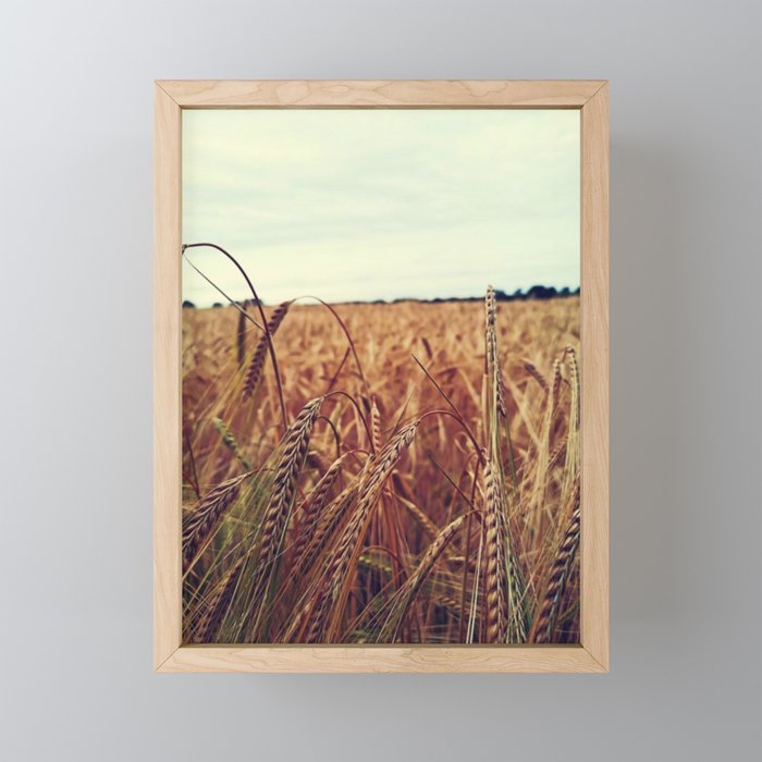 Golden Harvest - Wheat Field Framed Mini Art Print