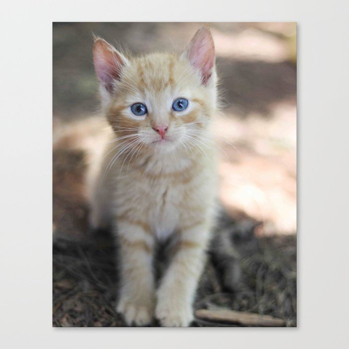 Orange Kitten Canvas Print