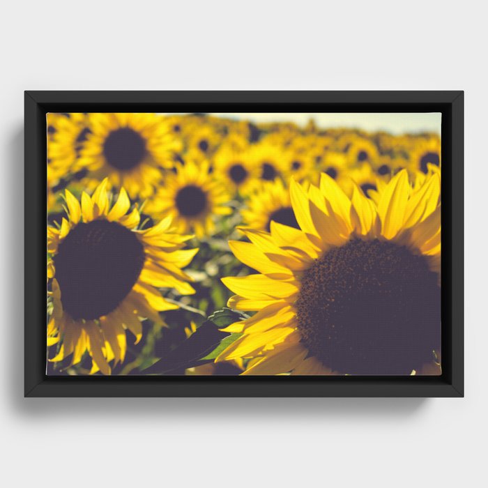 Summer Sunflower Love - boho flower photography Framed Canvas