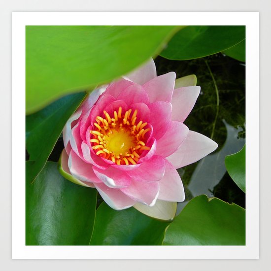 water lily IV Art Print