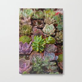 Miniature Succulent Garden Metal Print | Rosette, Potted, Purple, Cactus, Garden, Flower, Miniature, Green, Echeveria, Refreshing 