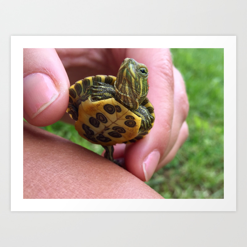 Baby Red Eared Slider Turtle Art Print By Sarah Breece Society6