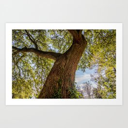 An old crooked oak tree Art Print | Crooked, Ivy, Tree, Color, Photo, Branches, Bark, Forest, Massive, Huge 