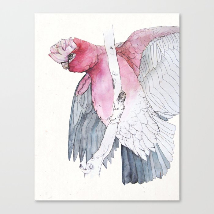 The galah (Eolophus roseicapilla) rose-breasted cockatoo Canvas Print