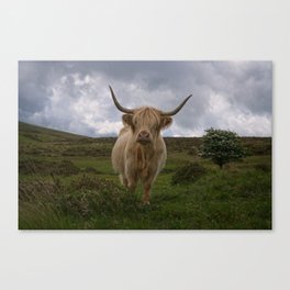 Highland Cow Roaming Free Canvas Print