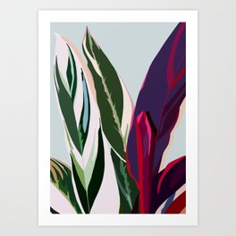 Stromanthe Triostar Art Print