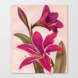Vintage Floral Canvas Print