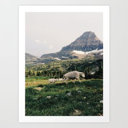 Montana Mountain Goat Family Art Print