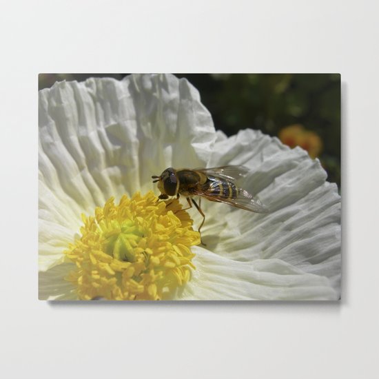 flower fly macro VI Metal Print