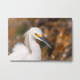 Snowy Egret Metal Print | Snowyegret, Wild, Natural, Wildlife, Feathers, Color, Shorebird, Waterbird, Egret, Portrait 