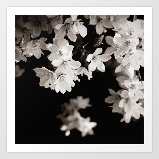Little Whites ~ No.1 Art Print