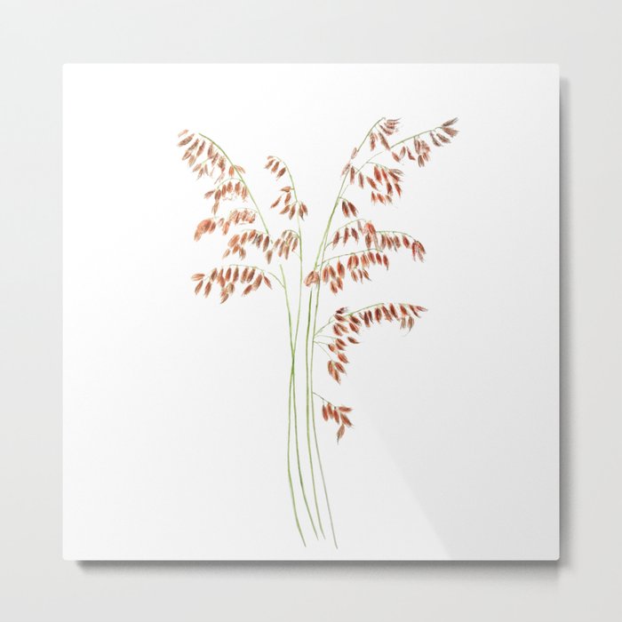 smooth brome grass seed head watercolor  Metal Print