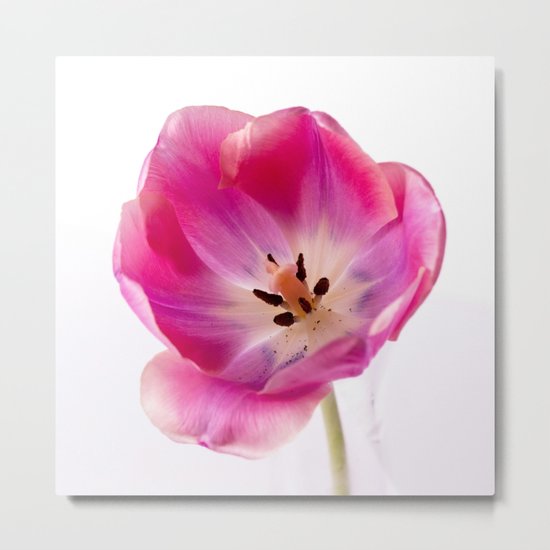Pink Tulip Metal Print