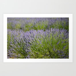 lavender field 2 Art Print