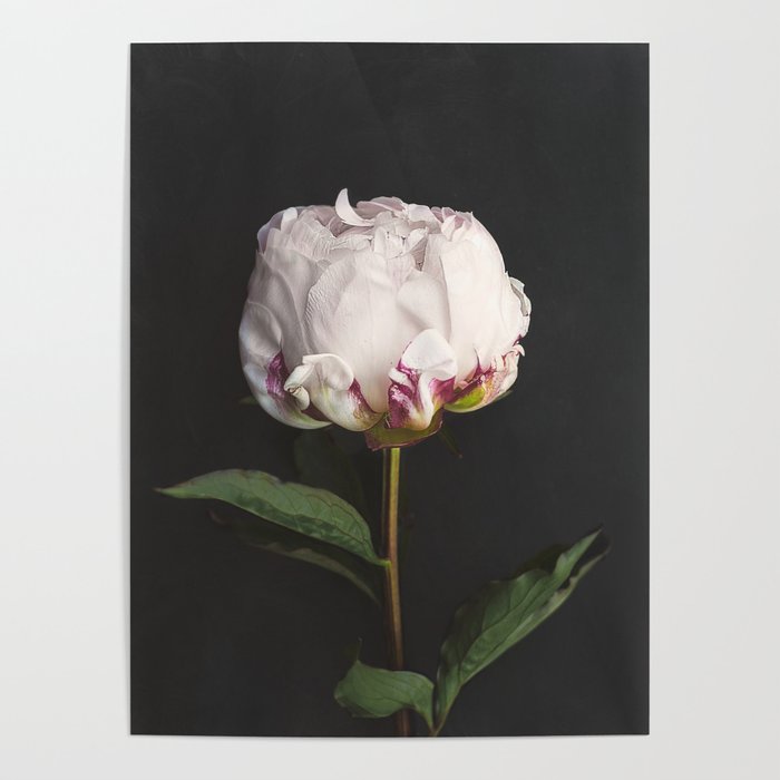 Peony - simply perfect Poster