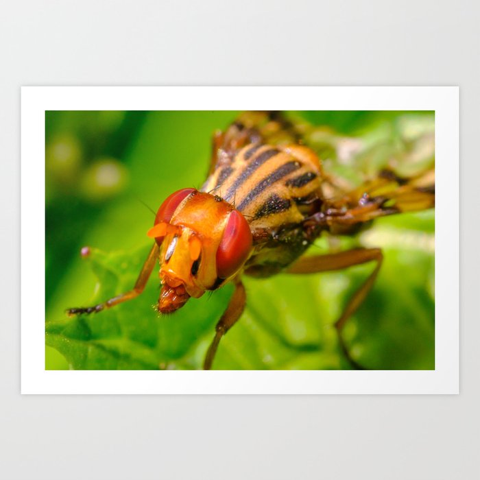 Devilish Insect . Macro Photograph Art Print | Photography, Digital, Color, Hdr, Insects, Bugs, Macro, Photography, Fly, Earth