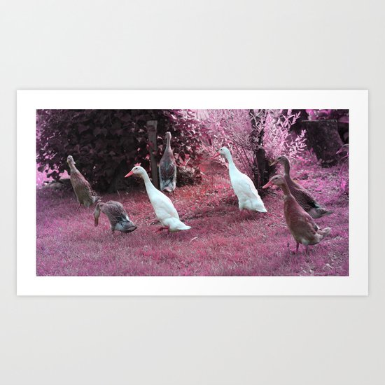 Laufenten Art Print