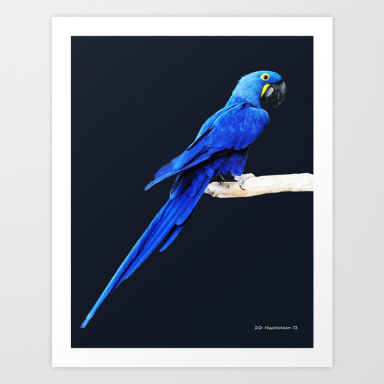 Hyacinth Macaw parrot Art Print