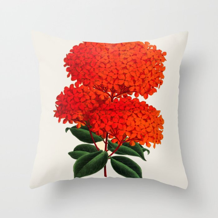 Vintage Scientific Flower Illustration Large Red Flowers Large