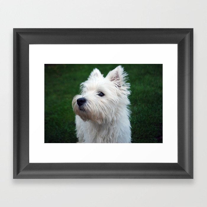 Westie puppy Framed Art Print