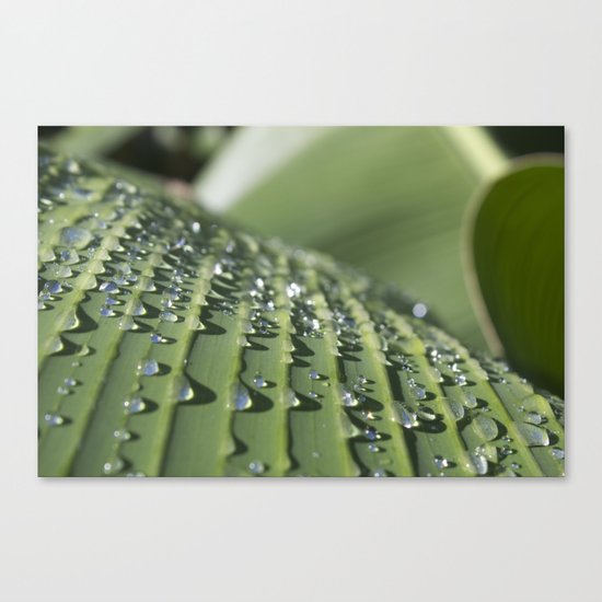 After the rain Canvas Print