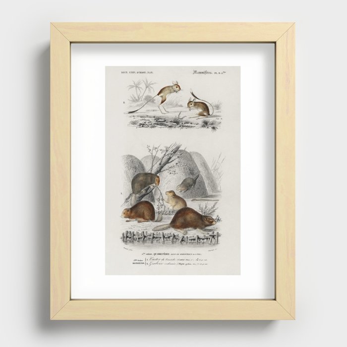 Beaver (Castor) and Jerboa (Dipus) illustrated by Charles Dessalines D' Orbigny (1806-1876). Recessed Framed Print