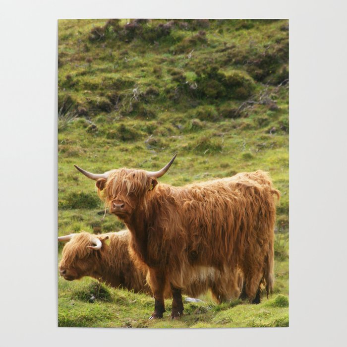 Highland Cows Poster