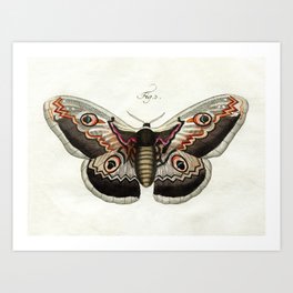 Lady Jane Moth Butterfly Art Print