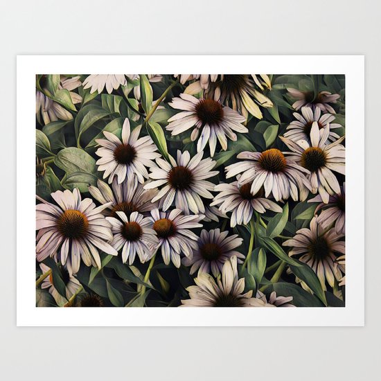 Cone Flowers Art Print