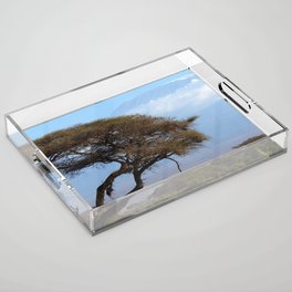 South Africa Photography - Dry Acacia Tree In The Savannah Acrylic Tray