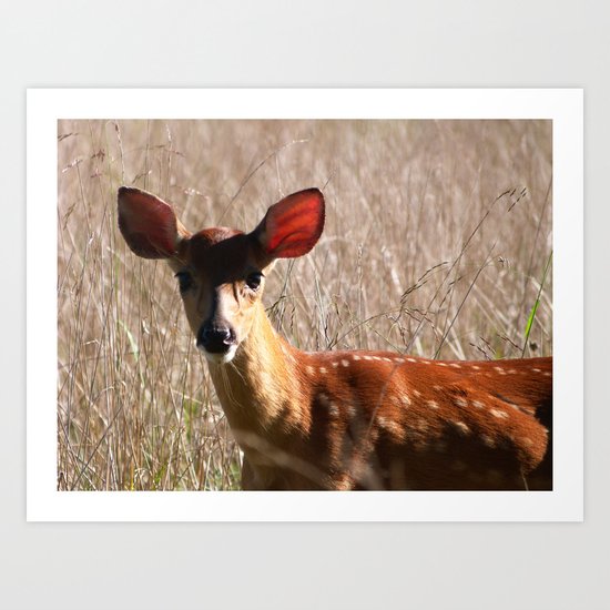 Fawn Art Print