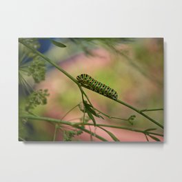 Caterpillar nap Metal Print