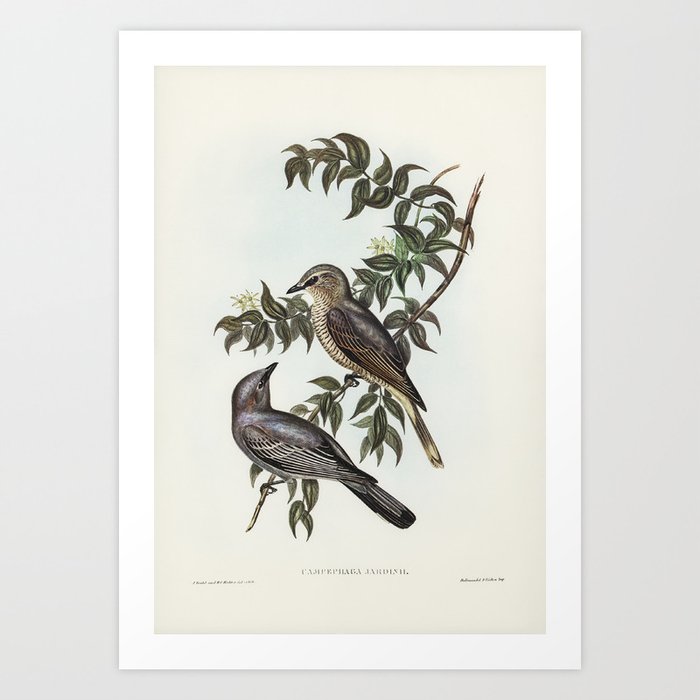 Jardine’s cuckooshrike (Campephaga Jardinii) illustrated by Elizabeth Gould (1804–1841) for John Gou Art Print